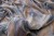 IMG_6909.JPG